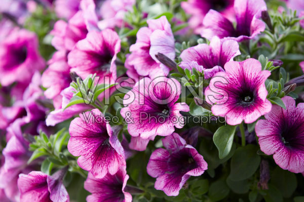 Petunia Viva ® Purple Vein Petunia Viva ® Purple Vein
