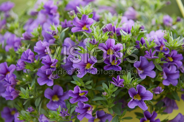 Calibrachoa Cabaret™ Lavender Calibrachoa Cabaret™ Lavender