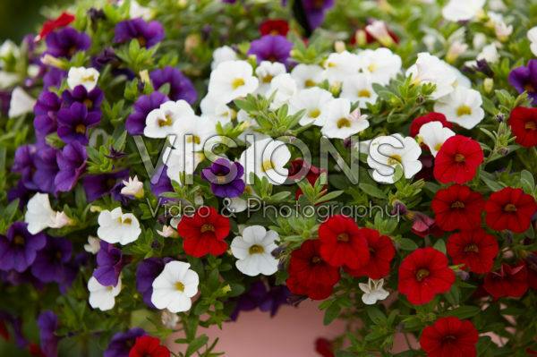 Calibrachoa MixMasters® Cafe de Paris Calibrachoa MixMasters® Cafe de Paris