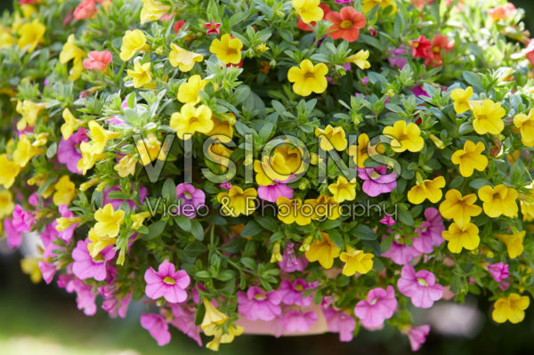 Calibrachoa MixMasters® Candy House Calibrachoa MixMasters® Candy House