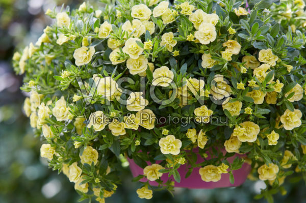 Calibrachoa Can-Can® Rosies Light Yellow Calibrachoa Can-Can® Rosies Light Yellow