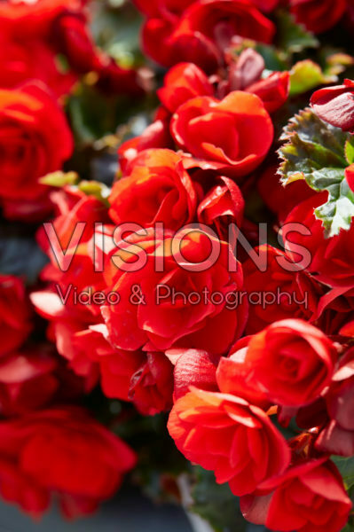 Begonia Vermillion Red