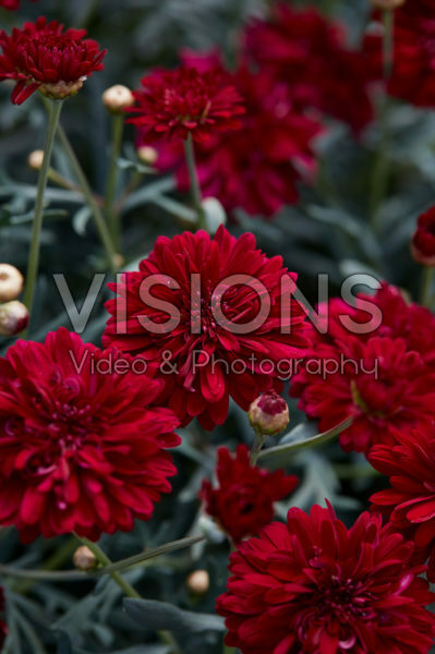 Argyranthemum Percussion Double Red