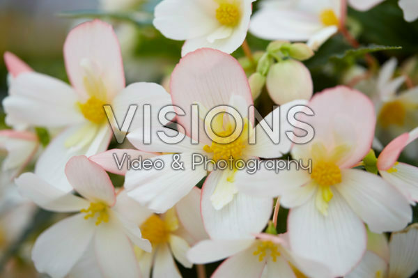 Begonia boliviensis Waterfall® Angel Soft Pink