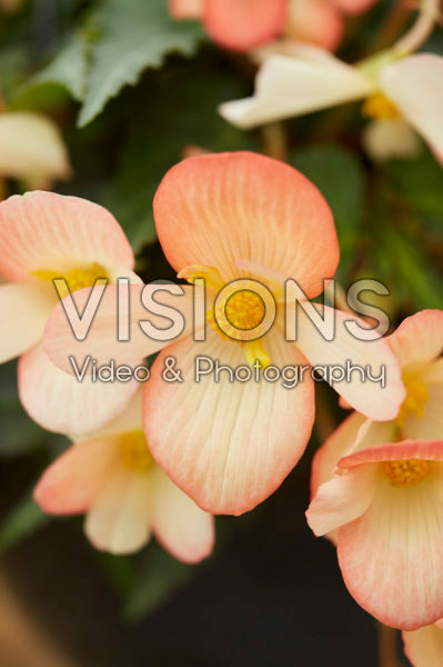 Begonia Waterfalls Angel Soft Orange