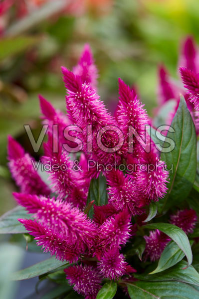 Celosia Kelos Atomic Violet Celosia Kelos Atomic Violet