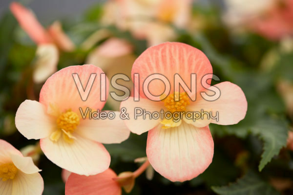 Begonia boliviensis Waterfall® Angel Soft Orange