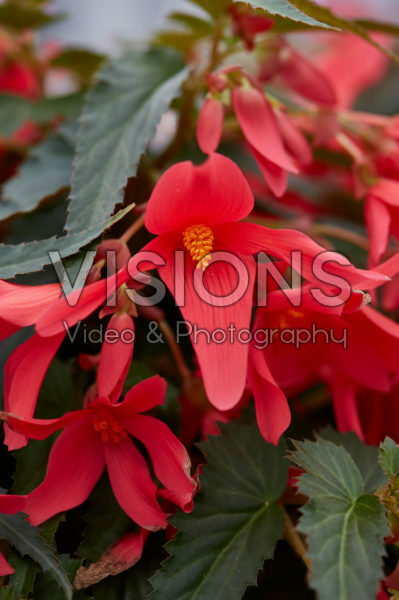 Begonia boliviensis Waterfall® Encanto Pink