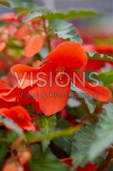 Begonia boliviensis Waterfall® Encanto Orange Impr.
