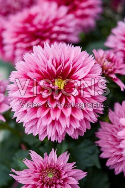 Dahlia Labella ® Maggiore Deep Rose Dahlia Labella ® Maggiore Deep Rose
