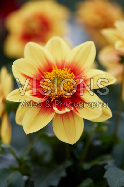 Dahlia LabellaĀ® Medio Fun Golden Eye Dahlia LabellaĀ® Medio Fun Golden Eye