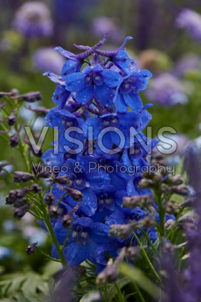Delphinium Blue Donna