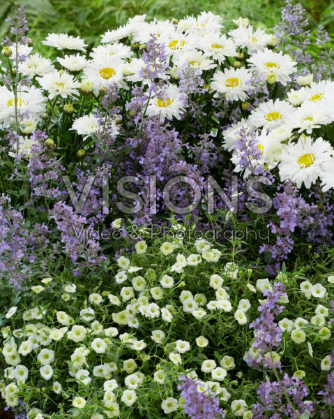 Perennial combination Perennial combination