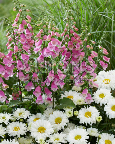 Leucanthemum Broadway Lights, Digitalis Pink Panther Leucanthemum Broadway Lights, Digitalis Pink Panther