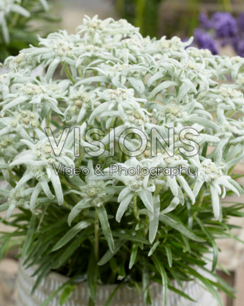 Leontopodium alpinum Silvery Snowflake