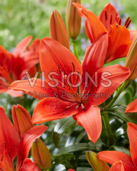 Lilium Happy Heart Lilium Happy Heart
