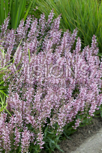 Salvia Feathers Flamingo Salvia Feathers Flamingo