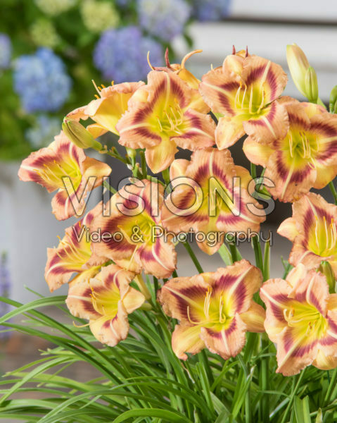 Hemerocallis London Eye Hemerocallis London Eye