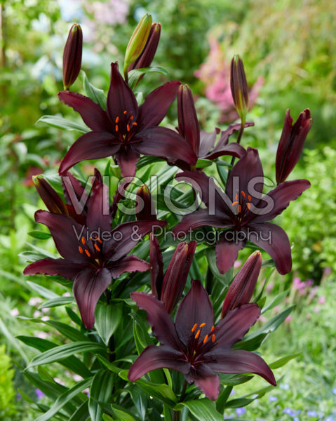 Lilium Blacklist Lilium Blacklist