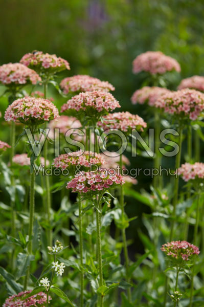 Lychnis chalcedonica Carnea