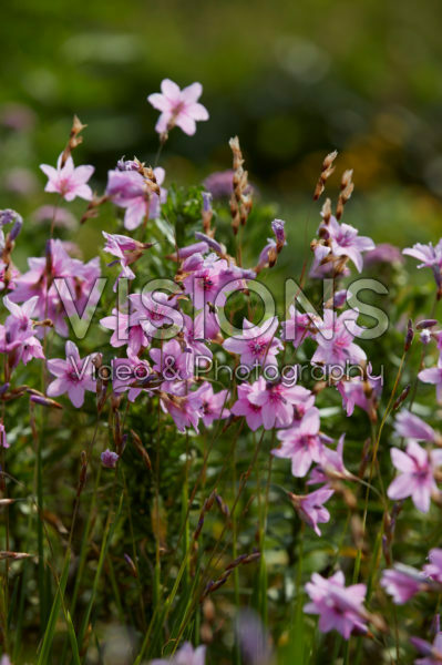 Dierama pauciflorum Luana