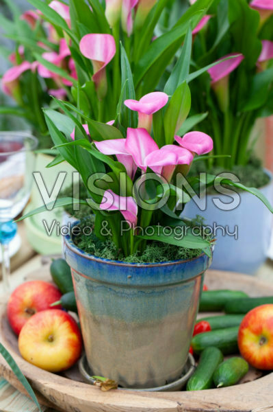 Zantedeschia Peter's Pride Zantedeschia Peter's Pride
