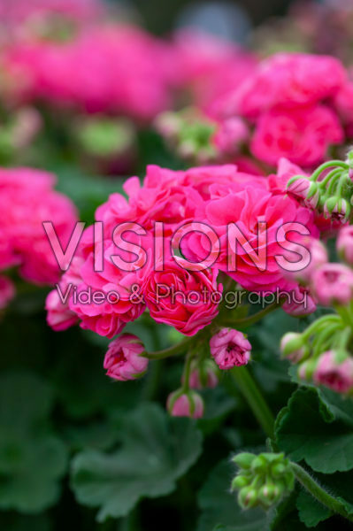 Pelargonium Survivor Idols® Rosalinda