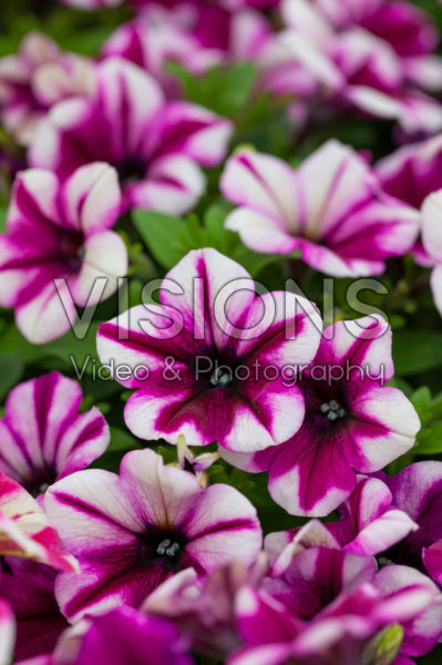 Petunia Sweetunia® Burgundy Touch Petunia Sweetunia® Burgundy Touch