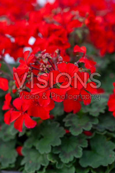 Pelargonium Red Explosion