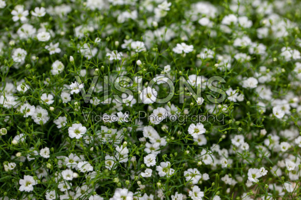 Gypsophila muralis Teeny White impr. Gypsophila muralis Teeny White impr.
