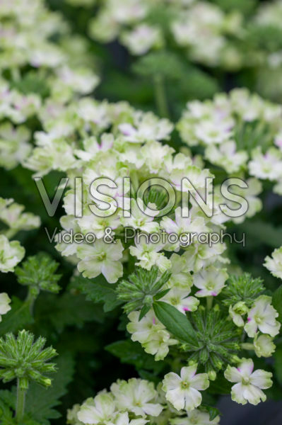 Verbena Vanessa Compact Lime