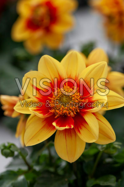 Dahlia Labella® Medio Fun Golden Eye Dahlia Labella® Medio Fun Golden Eye