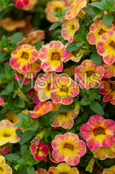Calibrachoa Chameleon Sunshine Berry Calibrachoa Chameleon Sunshine Berry