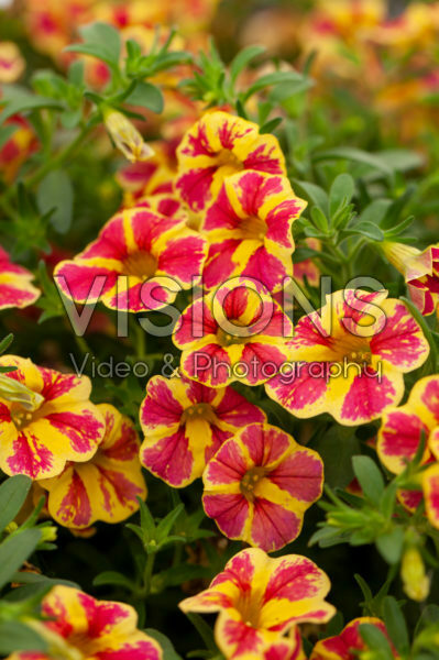 Calibrachoa Candy Shop Candy Bouquet Calibrachoa Candy Shop Candy Bouquet