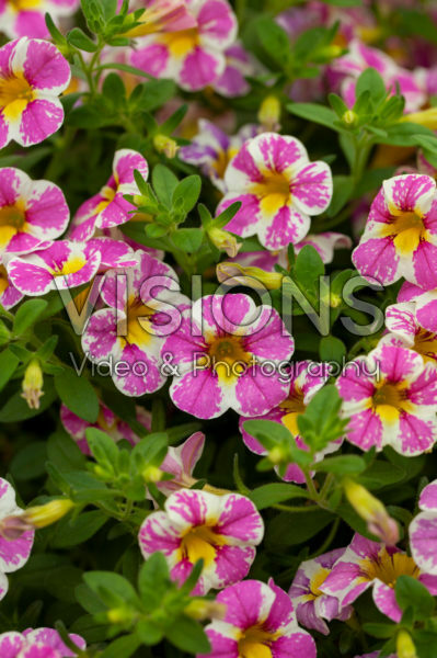 Calibrachoa Candy Shop™ Sweet Dreams Calibrachoa Candy Shop™ Sweet Dreams