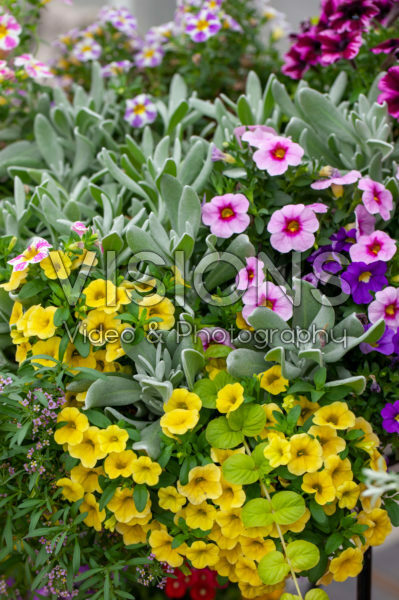 Mixed annuals