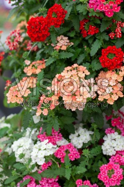 Verbena Estrella mix