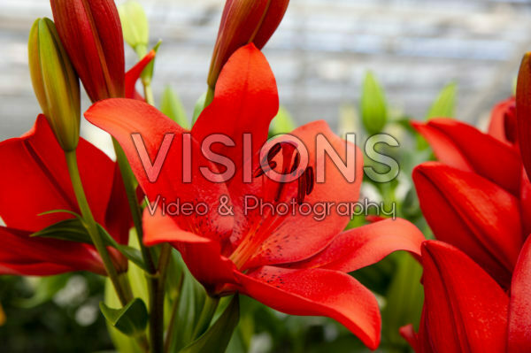 Lilium Cayenne Lilium Cayenne