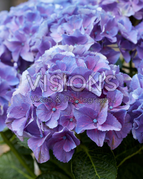 Hydrangea Multi-Double by Magical® Purple Blue Fiction