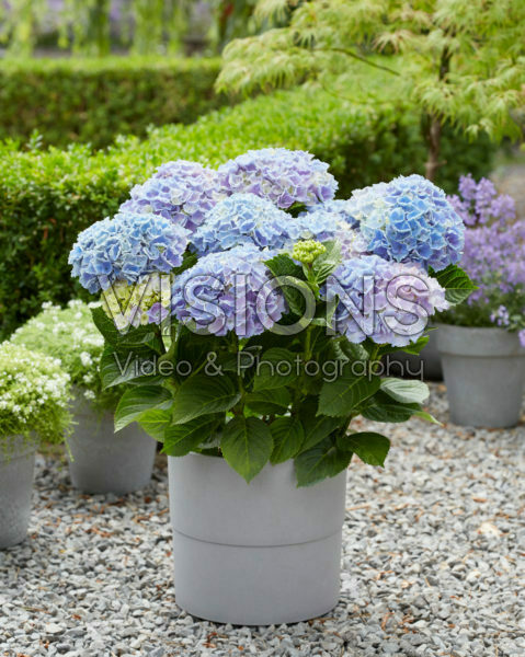 Hydrangea Multi-Double by Magical® Pump Up The Blue Hydrangea Multi-Double by Magical® Pump Up The Blue