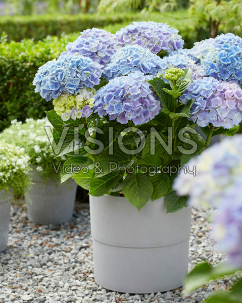Hydrangea Multi-Double by Magical® Pump Up The Blue Hydrangea Multi-Double by Magical® Pump Up The Blue