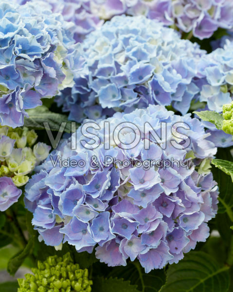 Hydrangea Multi-Double by Magical® Pump Up The Blue