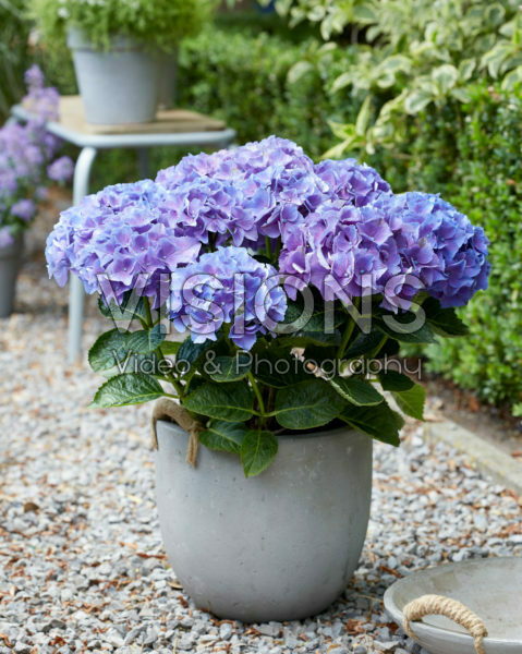 Hydrangea Multi-Double by Magical® Purple Blue Fiction