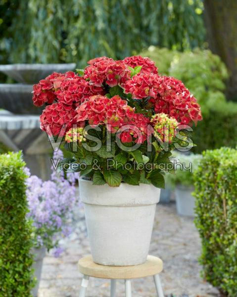 Hydrangea Multi-Double by Magical® Red Red Wine Hydrangea Multi-Double by Magical® Red Red Wine