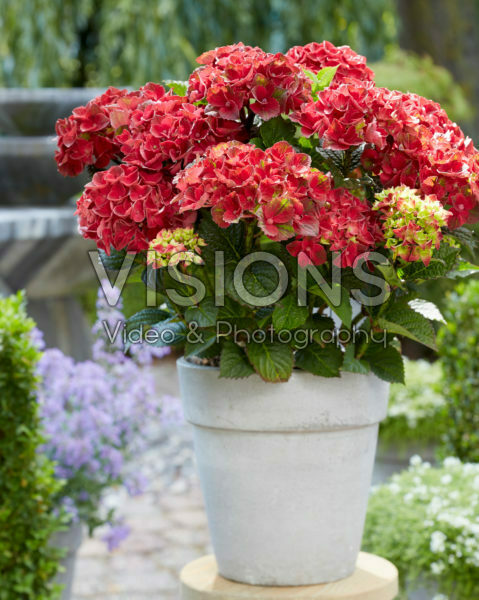 Hydrangea Multi-Double by Magical® Red Red Wine