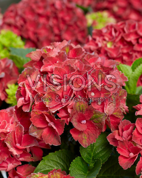 Hydrangea Multi-Double by Magical® Red Red Wine