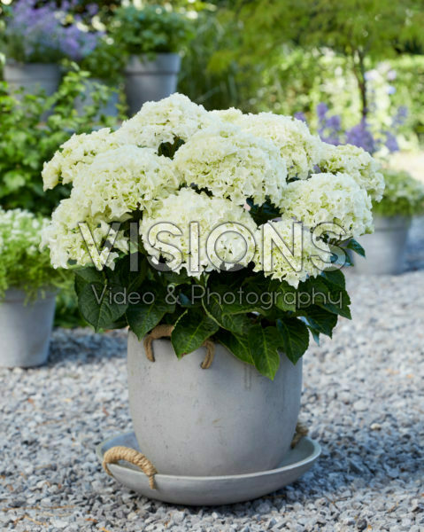 Hydrangea Multi-Double by Magical® Saturday White Fever