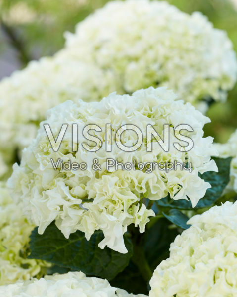 Hydrangea Multi-Double by Magical® Saturday White Fever Hydrangea Multi-Double by Magical® Saturday White Fever