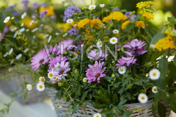 Gemengde zomercontainer Gemengde zomercontainer