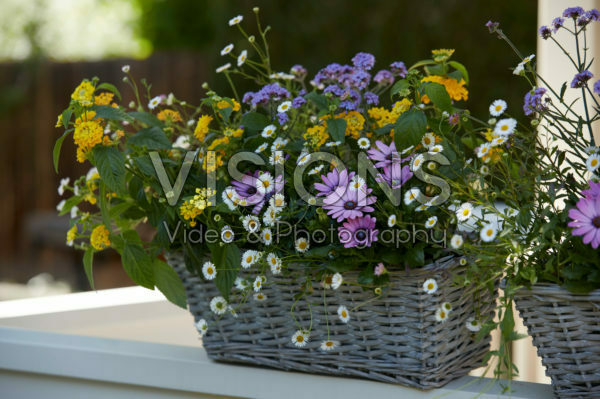Mixed summer container